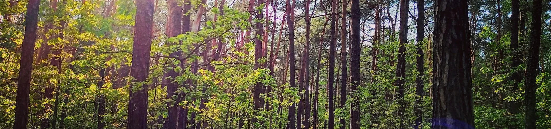 Charakterystyczne okolica Aleksandrowa Łódzkiego