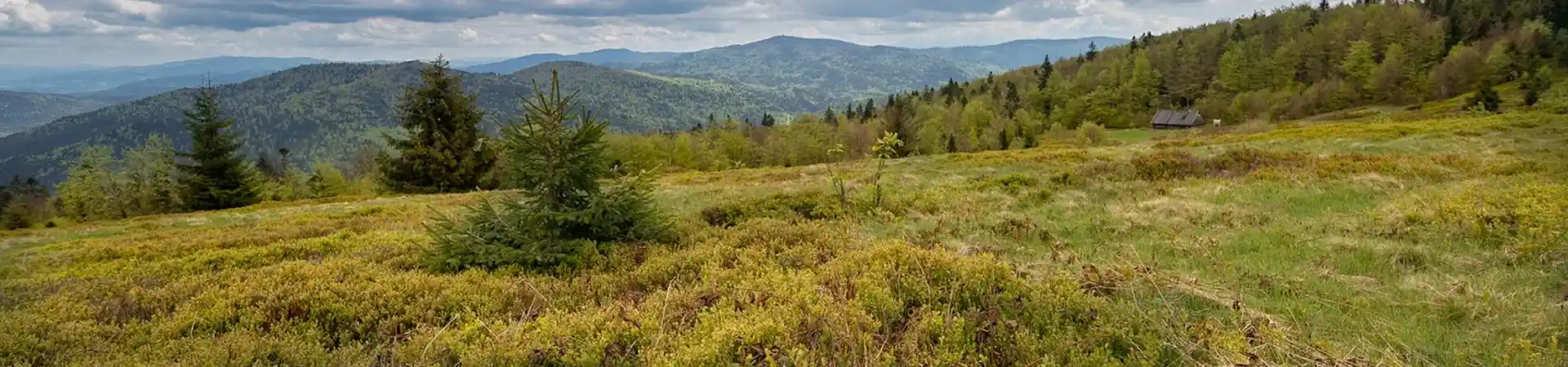Charakterystyczne okolica Jasienia