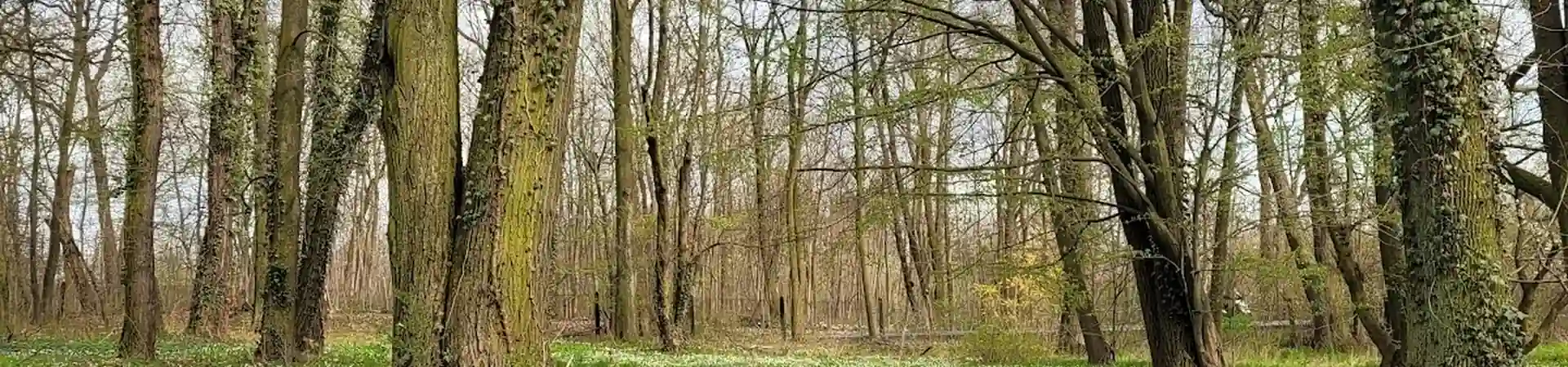 Charakterystyczne okolica Prószkowa