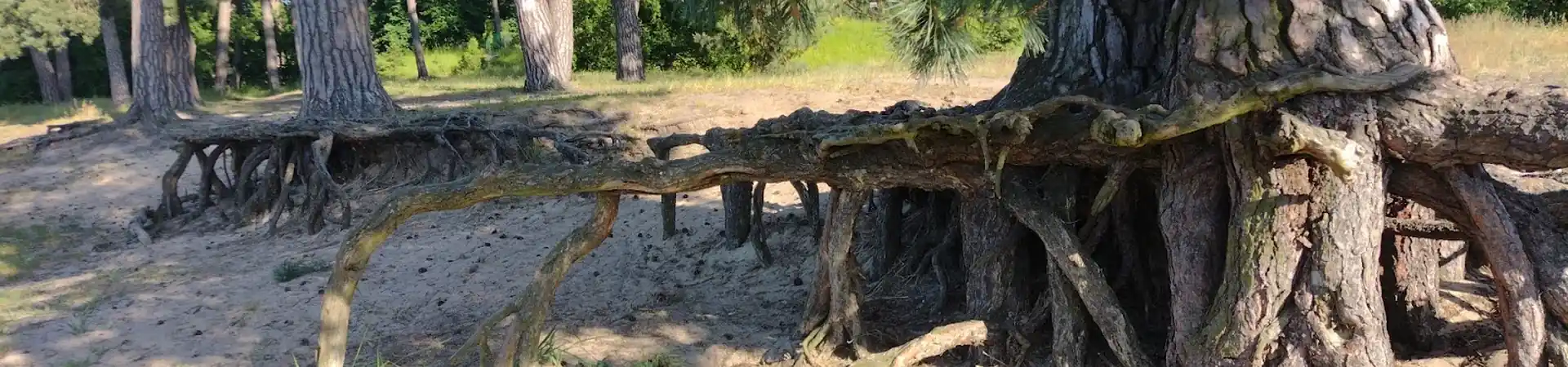 Charakterystyczne okolica Puszczykowa