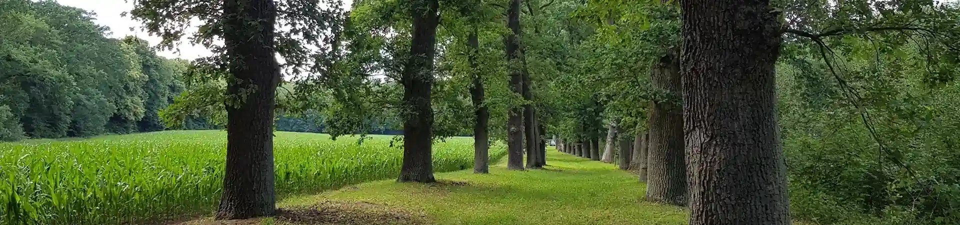 Charakterystyczne okolica Skoków