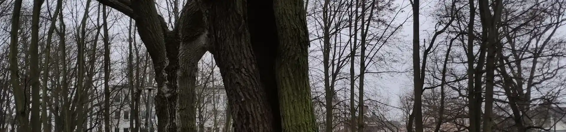 Charakterystyczne okolica Zielonki