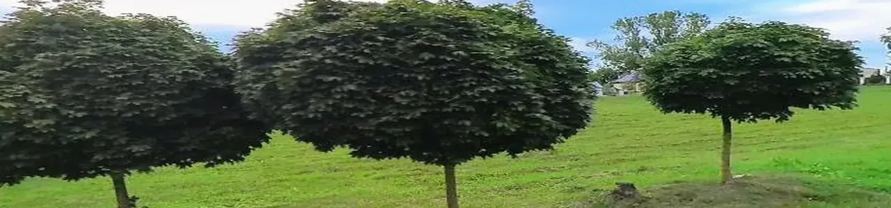 Zdjęcie placówki Banku Spółdzielczego przy ulicy Włodawskiej w Hańsku