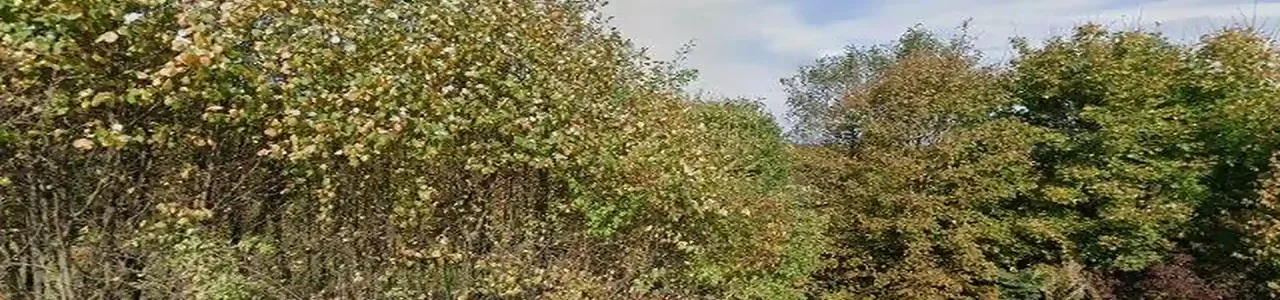 Zdjęcie placówki Banku Spółdzielczego przy ulicy Izdebki w Izdebki