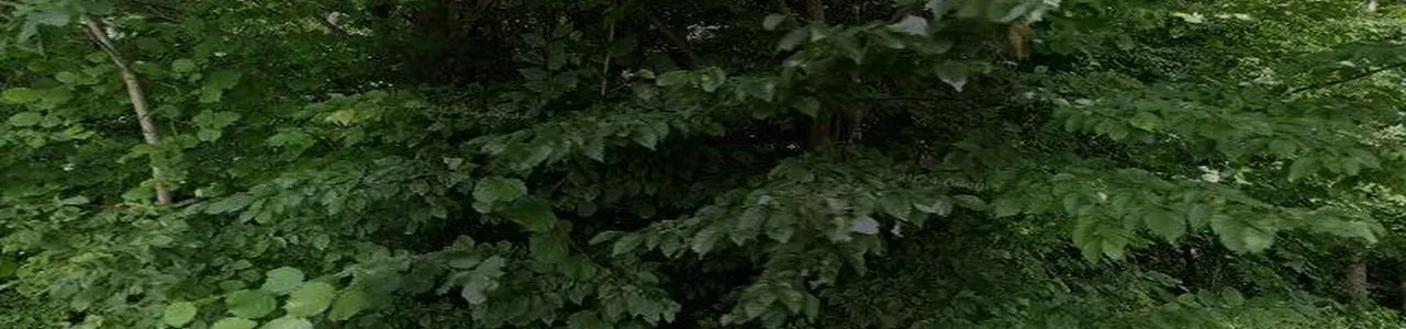 Zdjęcie placówki Banku Spółdzielczego przy ulicy 11-go Listopada w Sułkowicach