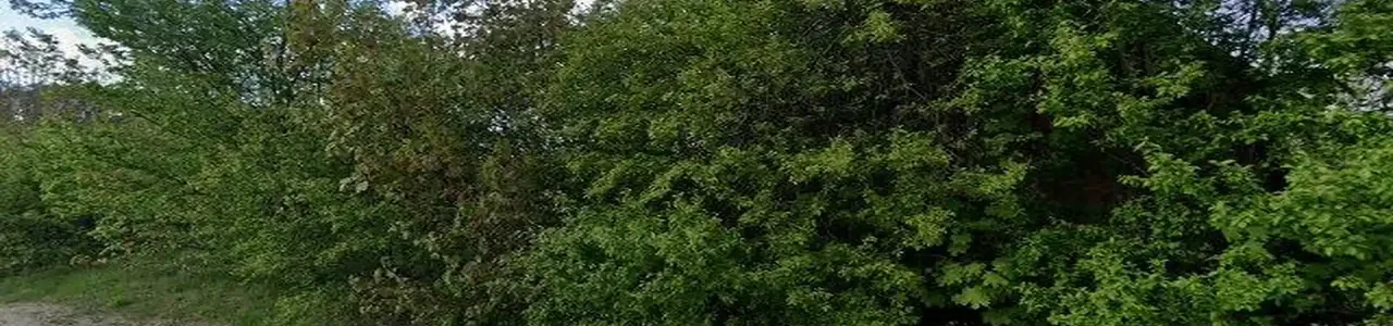 Zdjęcie placówki Banku Pekao SA przy ulicy Wierzbno w Wierzbnie