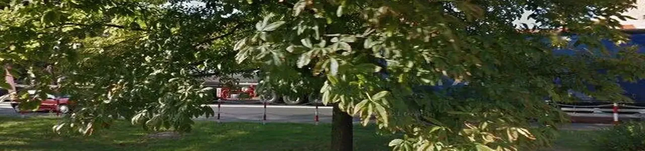 Zdjęcie placówki banku PKO Bank Polski przy ulicy Rynek w Niemodlinie