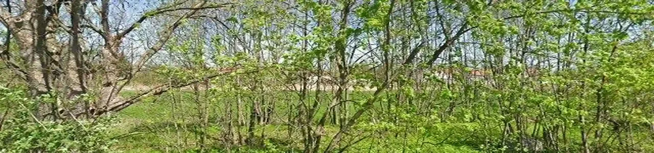 Zdjęcie placówki banku PKO Bank Polski przy ulicy Wojska Polskiego w Strzelinie